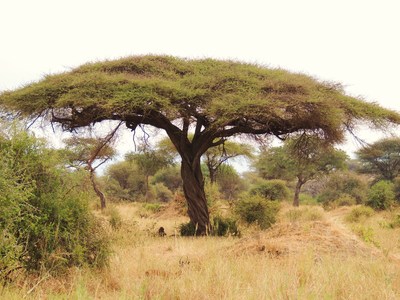 Formerly Acacia tortilis.  Image depicts a typical tortilis profile exhibiting the classic shape of older trees which have been browsed repeatedly by large herbivores of the region.