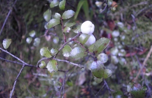 Snowberry