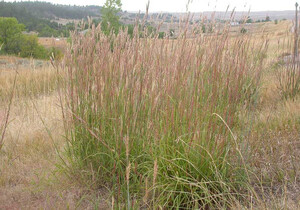 Big Bluestem