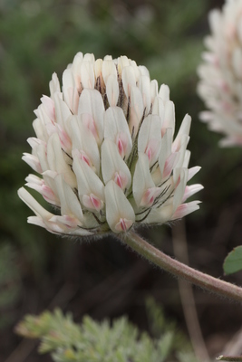 Trifolium macrocephalum