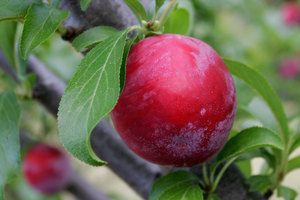 European plum