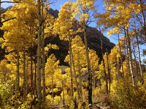 American Aspen - Poplar