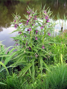 Comfrey