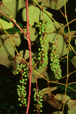 Vitis aestivalis