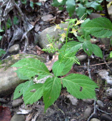 Collinsonia canadensis