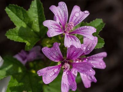 Malva 'Zebrina', CC-SA, from Wikimedia Commons