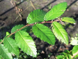 Winged Elm