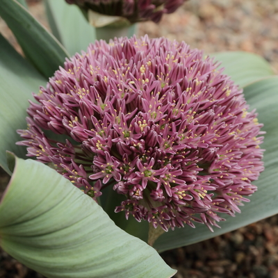 Allium akaka