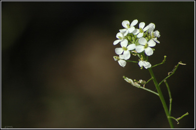 Diplotaxis erucoides