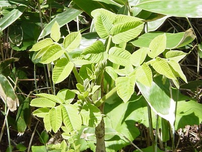 Toxicodendron vernicifluum