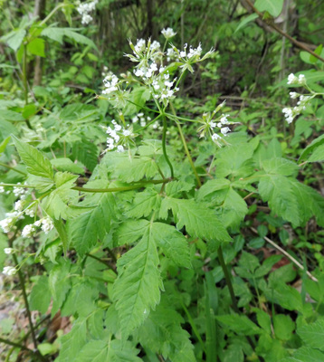 Osmorhiza longistylis