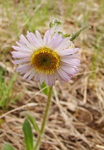 Robin’s plantain