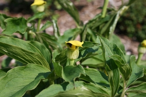 Arisaema flavum