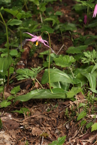 Pink Fawn Lily