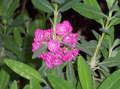 Kalmia angustifolia