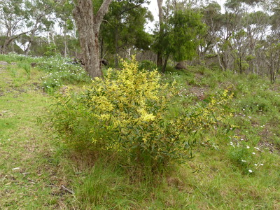 Acacia sophorae