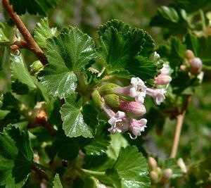 Wax currant