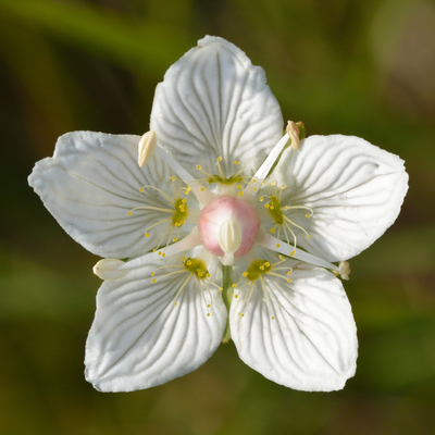 Parnassia palustris