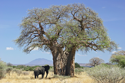 Adansonia digitata