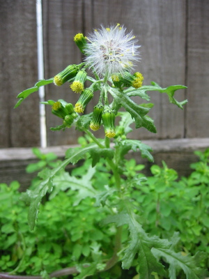 Senecio vulgaris