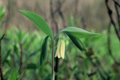 Uvularia sessilifolia