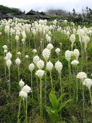 Xerophyllum tenax