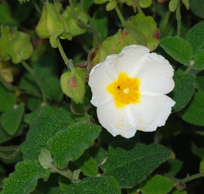 Cistus salviifolius