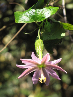 Passiflora tarminiana