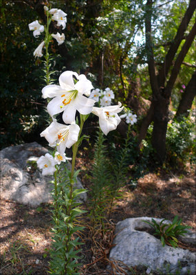 Lilium candidum