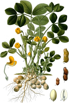 Arachis hypogaea