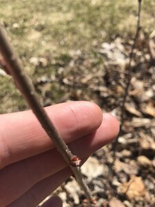 Spring in the yarden
Trees and shrubs are budding! Looks like we will see flowers from the haskaps and leaves from the hazels very soon. Also, the Turkish hazelnut and hickory seedlings survived!