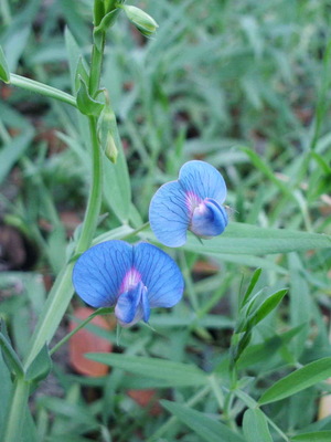 Lathyrus sativus