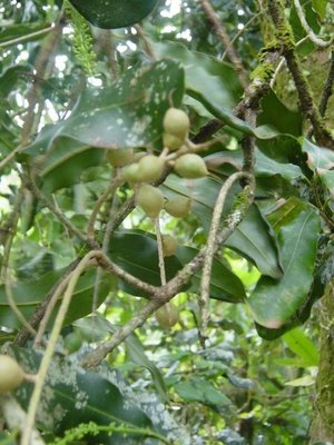 Macadamia integrifolia