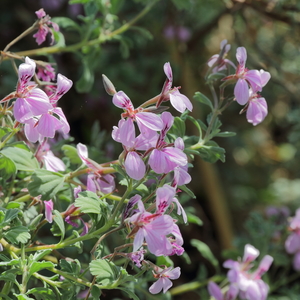 Pennyroyal Geranium