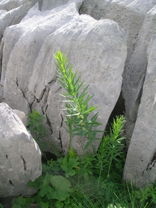 Whorled Solomon's Seal