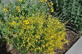 Yellow pineleaf penstemon