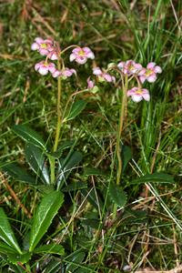 Pipsissewa