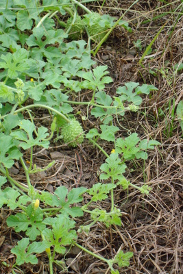 Cucumis anguria