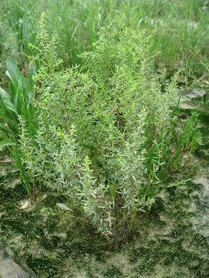 Suaeda maritima