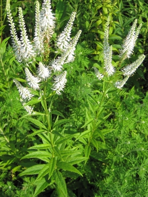 Veronicastrum virginicum