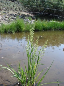 American Sloughgrass