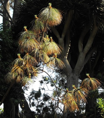 Pinus montezumae