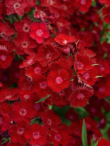 Dianthus Rockin'™ Red