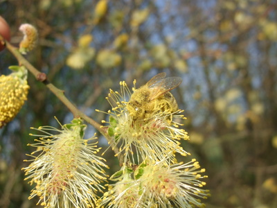 Salix atrocinerea