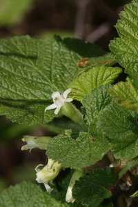 Sticky Currant