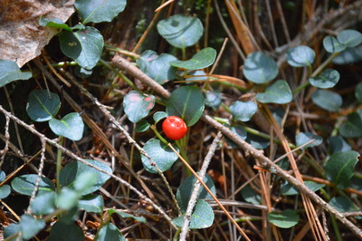 Mitchella repens