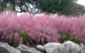 Cotton Candy Grass