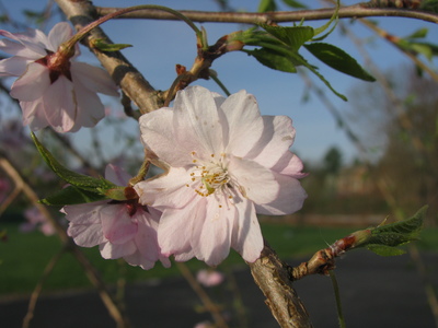 Prunus subhirtella