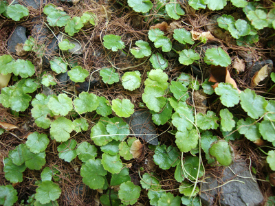 Hydrocotyle sibthorpioides