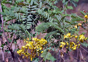 Matara Tea Tanner's cassia